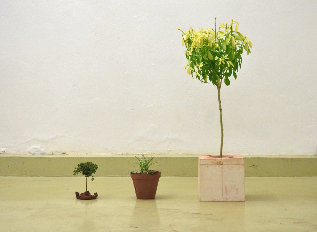 Plant in clay pot — image 1