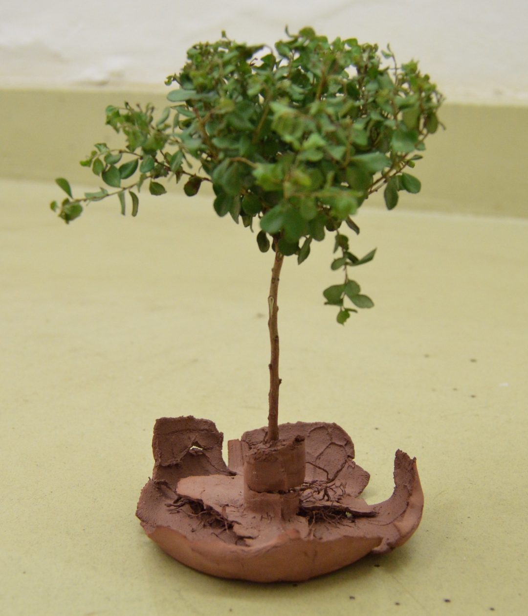 Plant in clay pot — image 4