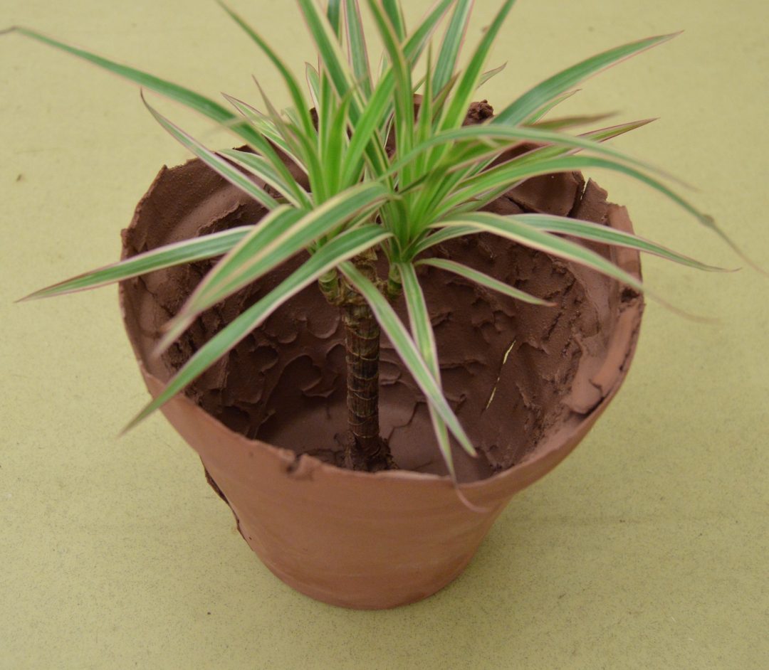 Plant in clay pot — image 5