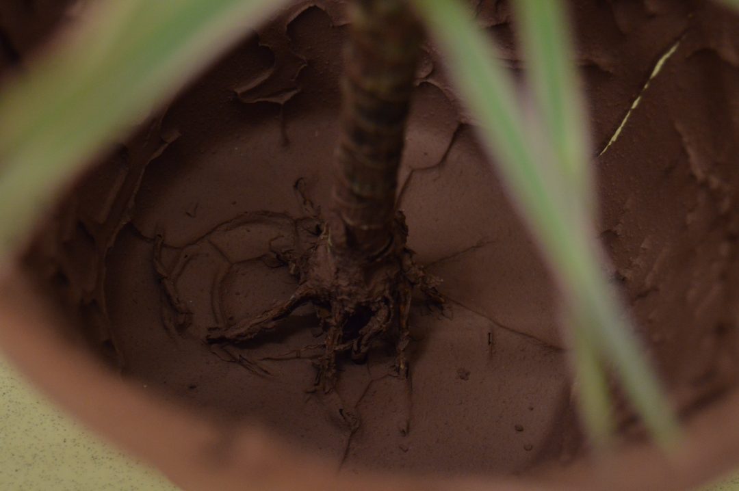 Plant in clay pot — image 6