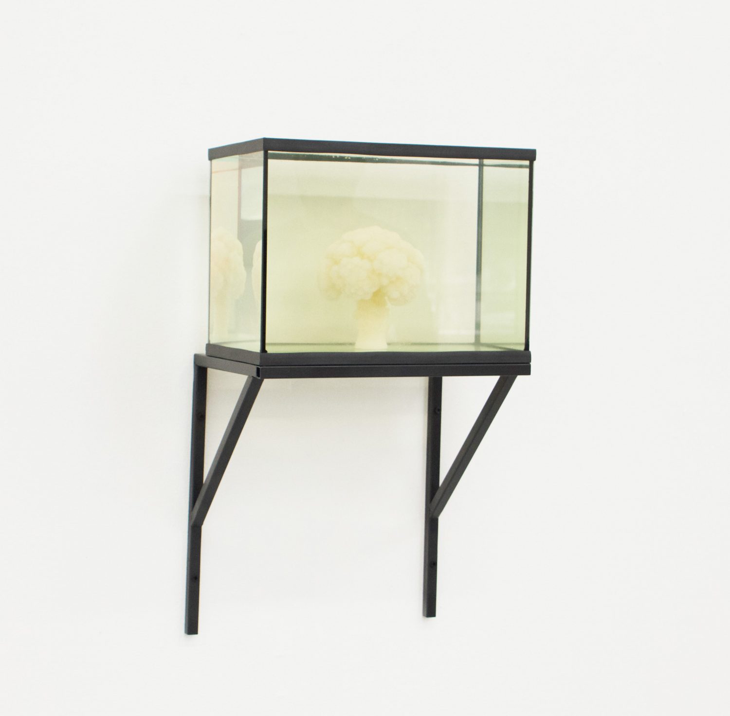 Cauliflower disolving in water