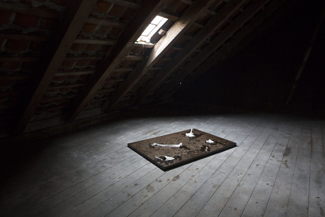 Bones dissolving — image 1