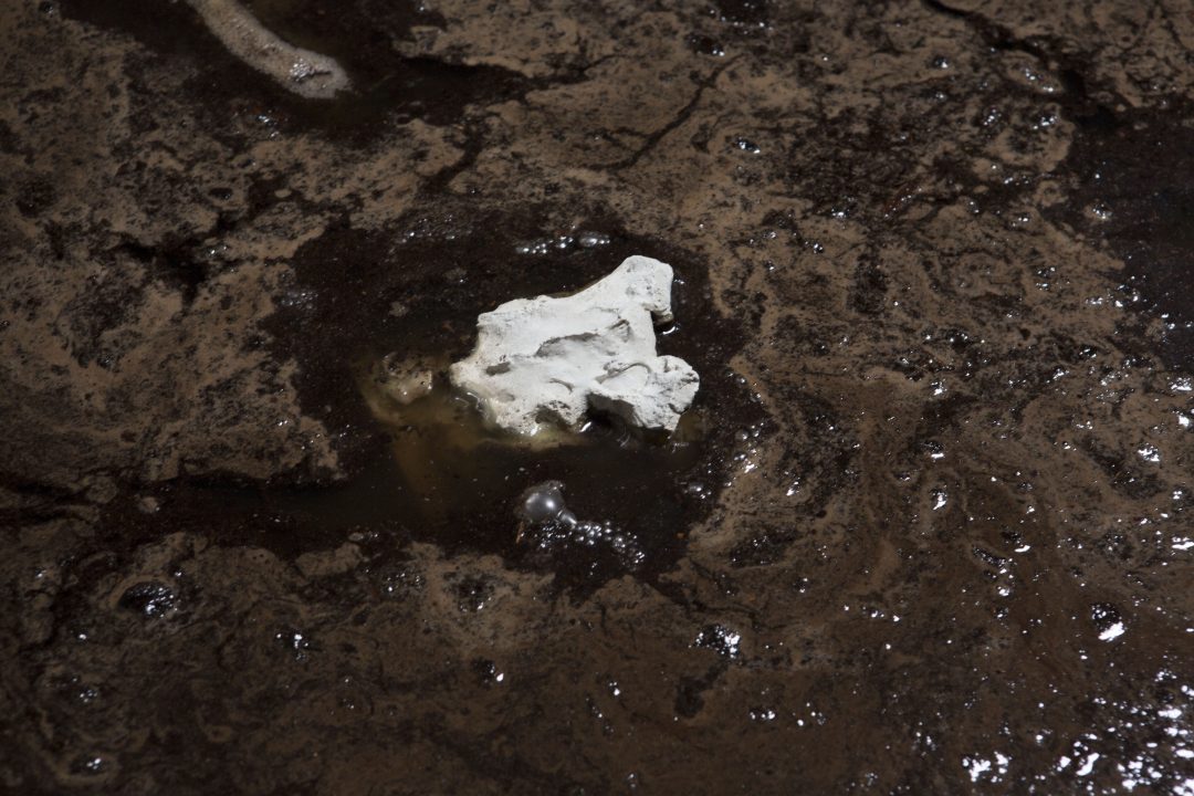 Bones dissolving — image 4