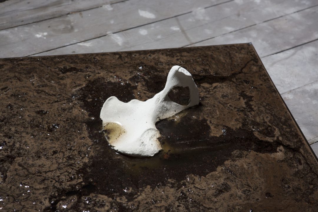 Bones dissolving — image 3