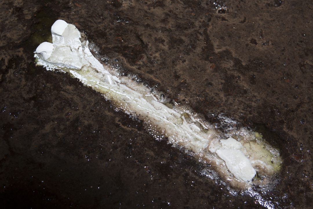 Bones dissolving — image 6