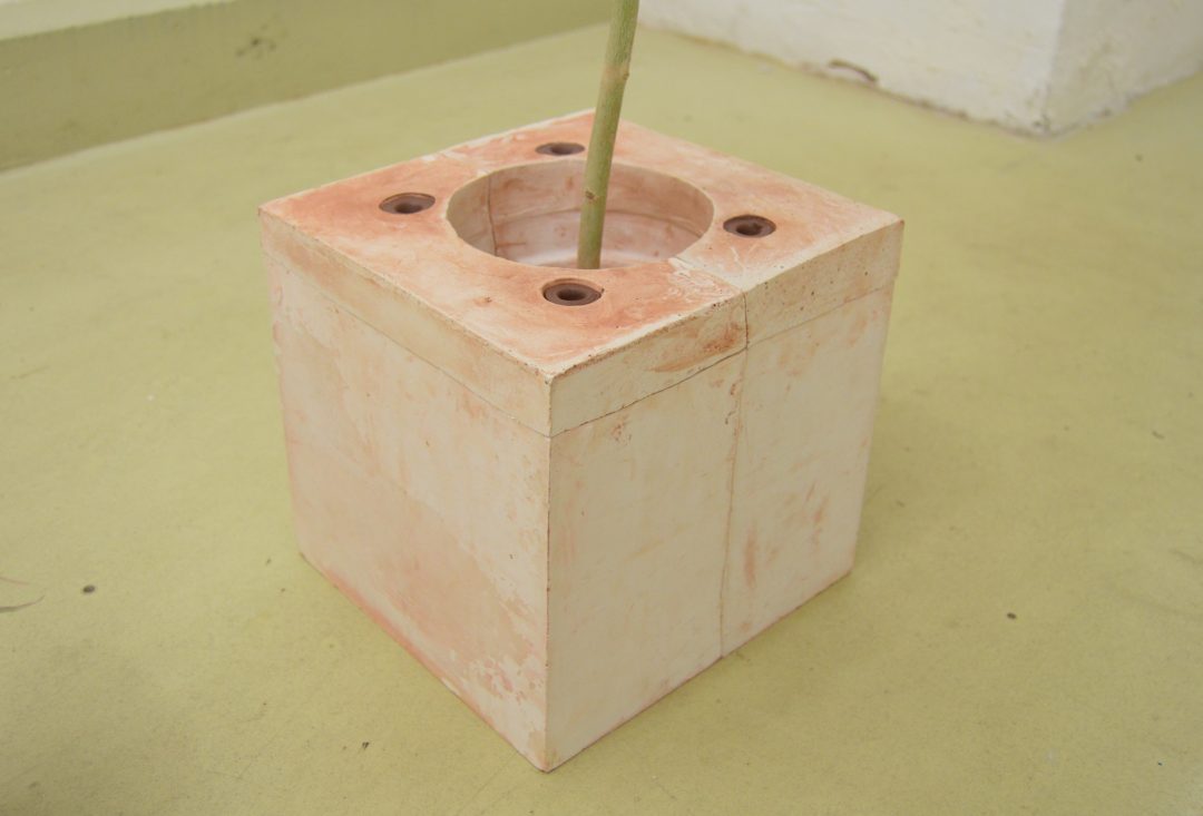 Plant in clay pot — image 2