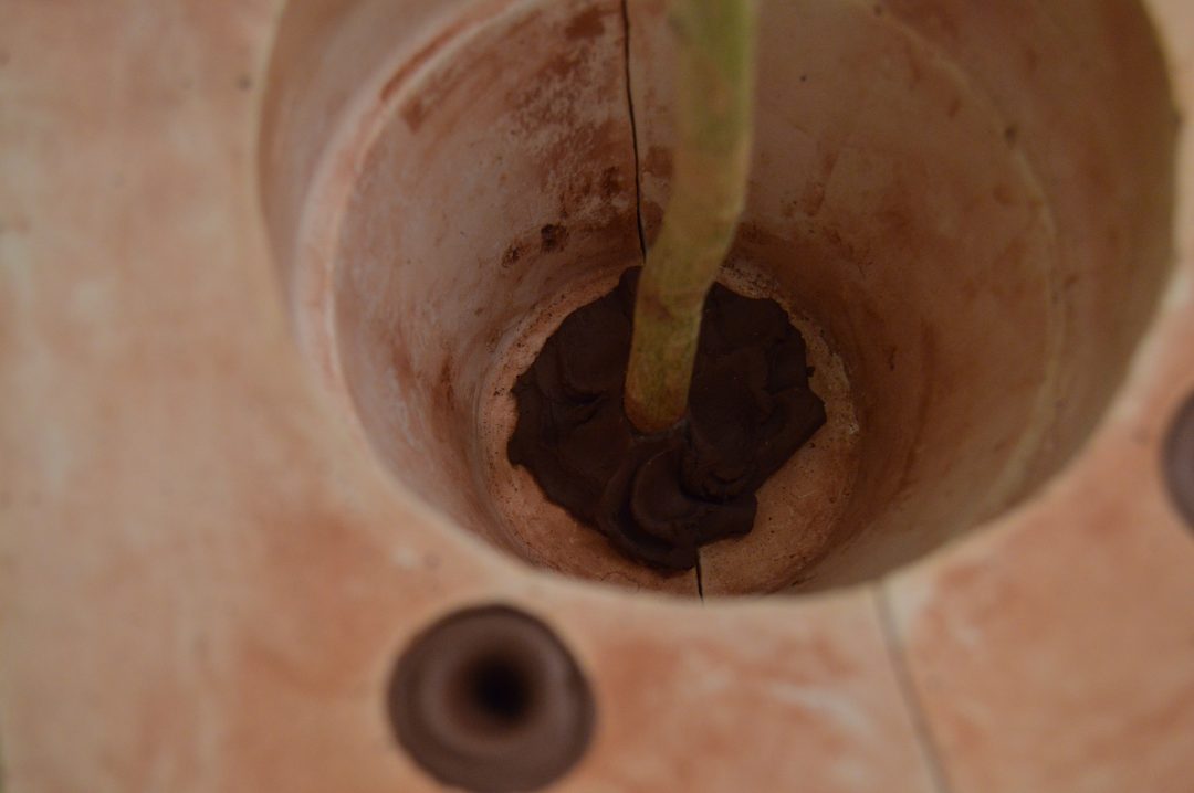 Plant in clay pot — image 3